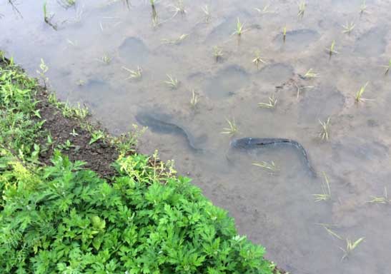 写真：ゆりかご水田に遡上してきた2匹の魚影