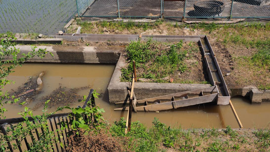 写真：湖岸堤の樋門付近に設置した魚道
